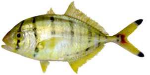 Gnathanodon speciosus