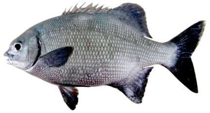 Kyphosus cinerascens