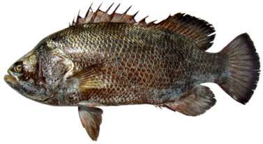 Lobotes surinamensis