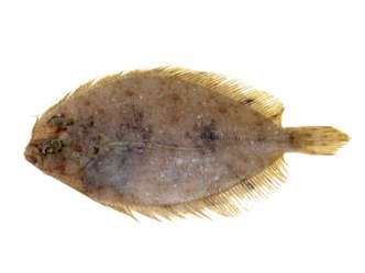 Bothus pantherinus