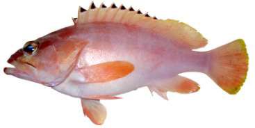Epinephelus fasciatus