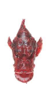 Scorpaenopsis oxycephala