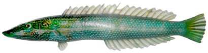 Cheilio inermis