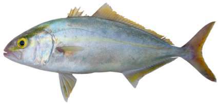 Seriola dumerili