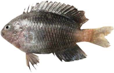 Pomacentrus albicaudatus