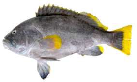 Epinephelus flavocaeruleus