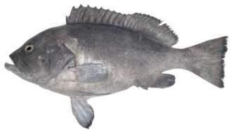 Epinephelus flavocaeruleus