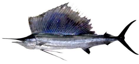 Istiophorus platypterus