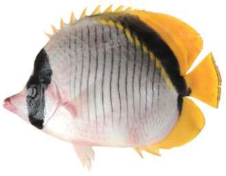Chaetodon lineolatus