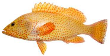 Epinephelus chlorostigma