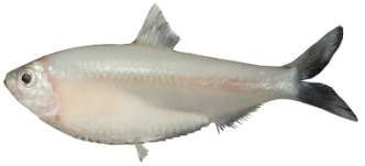 Escualosa thoracata