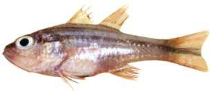 Apogon fasciatus