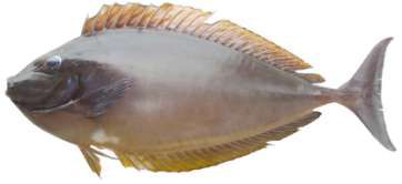 Naso hexacanthus