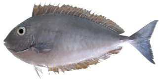 Naso hexacanthus