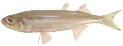 Hypoatherina temminchii