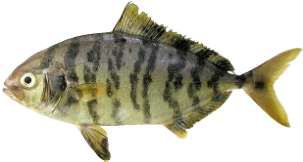 Seriola rivoliana