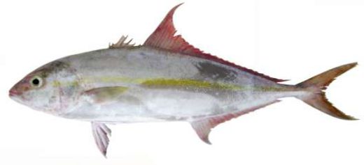 Seriola rivoliana