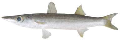 Sphyraena obtusata