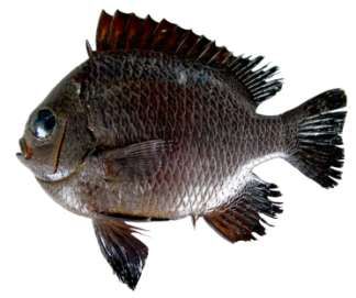 Dascyllus trimaculatus