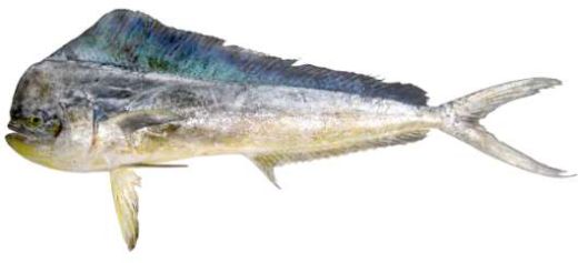 Coryphaena hippurus