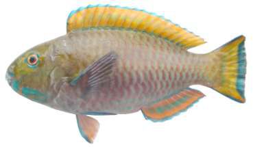 Chlorurus gibbus