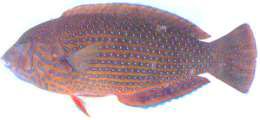Anampses caeruleopunctatus