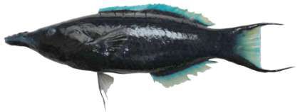 Gomphosus caeruleus