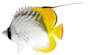 Chaetodon auriga