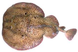 Torpedo panthera