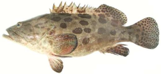 Epinephelus tukula