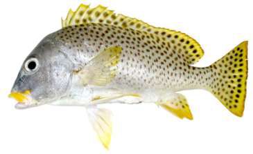 Plectorhinchus gaterinus
