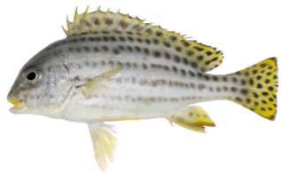 Plectorhinchus gaterinus