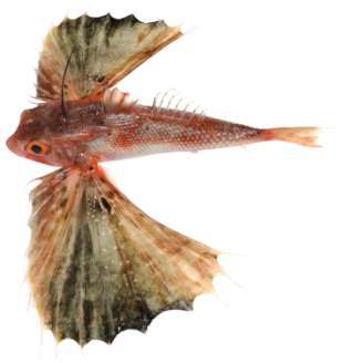 Dactyloptena peterseni