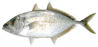 Carangoides bajad