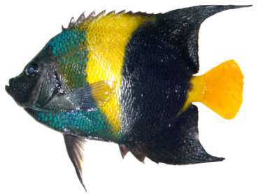 Pomacanthus asfur
