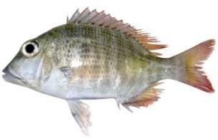 Lethrinus mahsena
