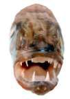 Cheilodiptreus macrodon